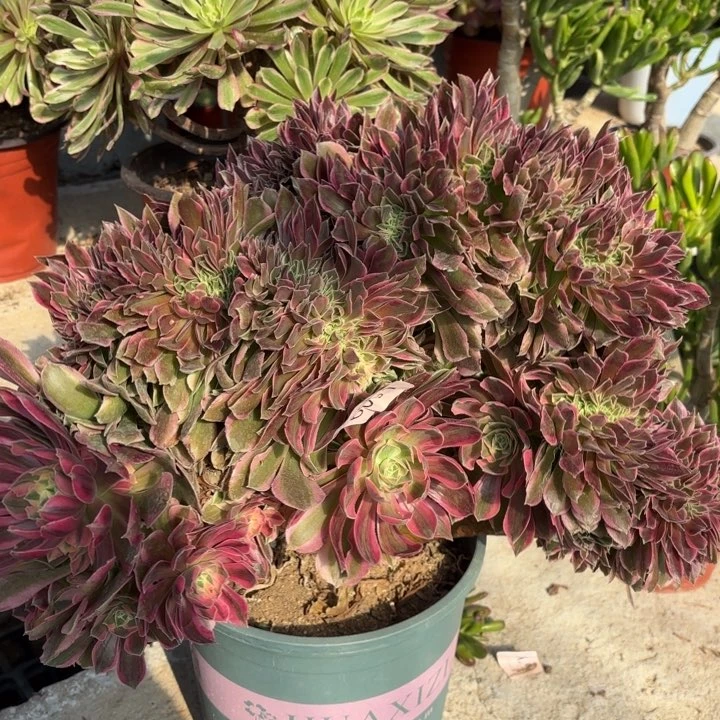 男神坠多肉法师6091