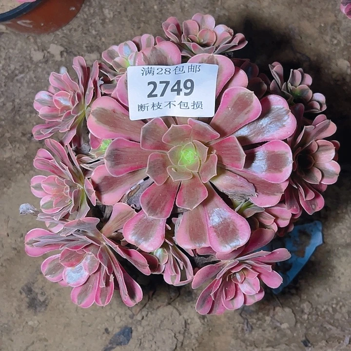 2749美杜莎多肉植物