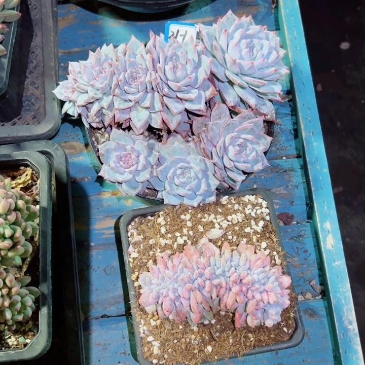 一***莓精品多肉植物老桩