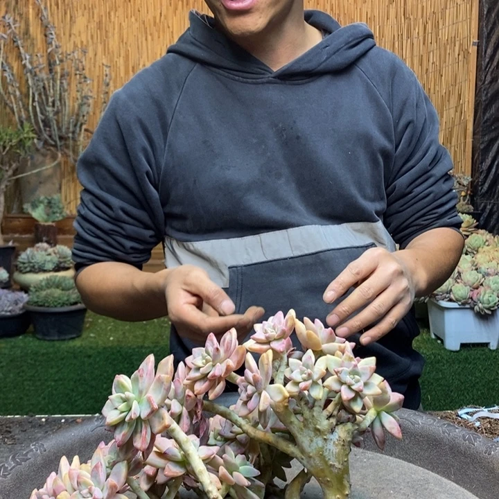 小***子138 号淡雪多肉植物