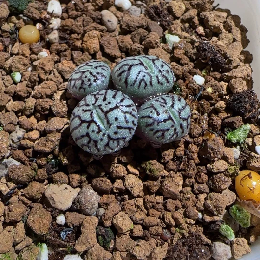 肉锥多肉植物组合-墨257