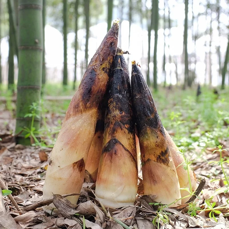 广西桂林新鲜雷竹笋春笋嫩脆爽口农家现挖竹笋蔬菜