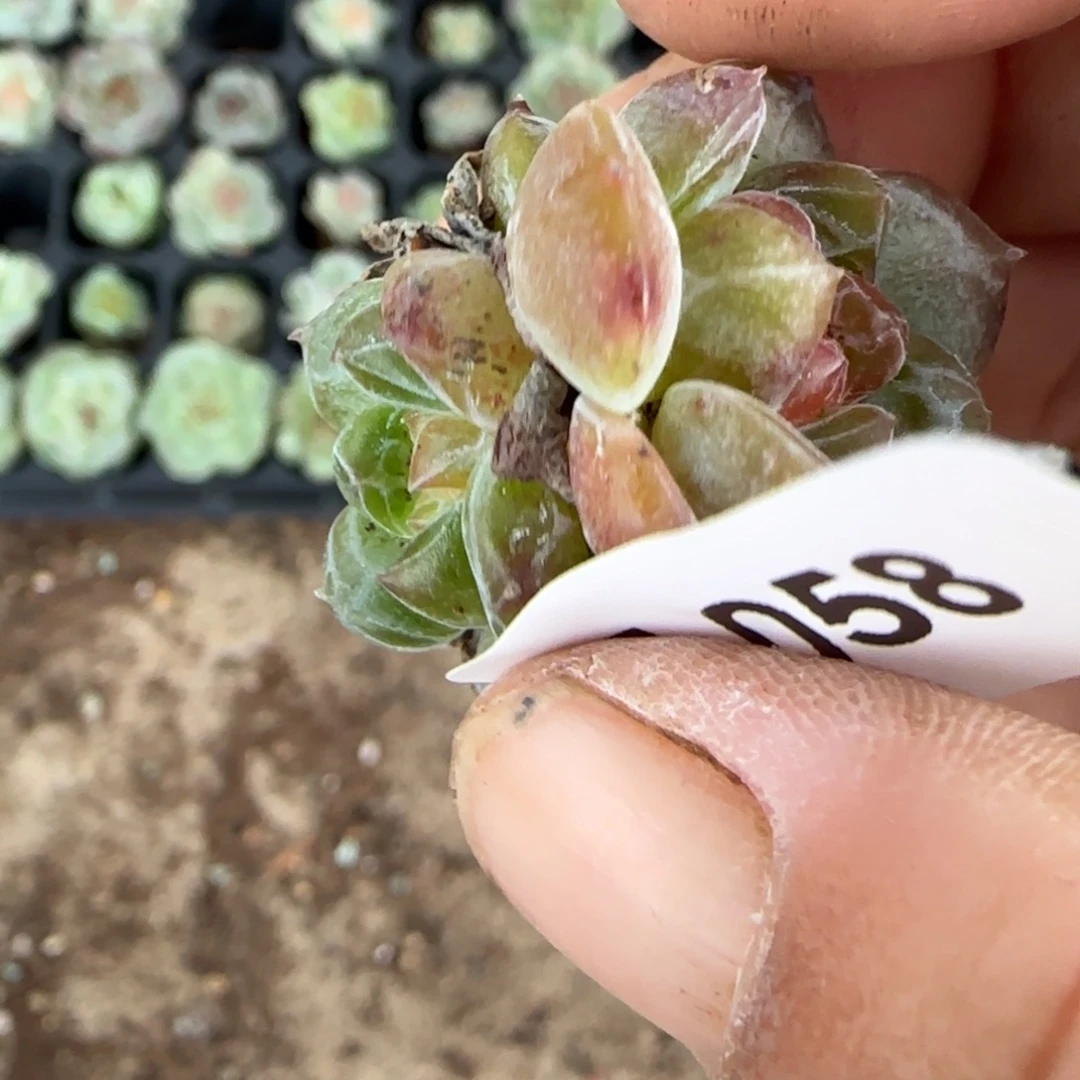 小卡拉米糖心一物一拍15-58