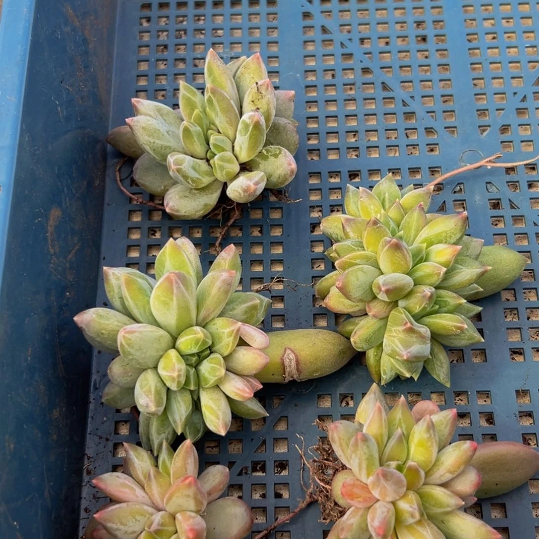 5颗一组 大小不等随机同品