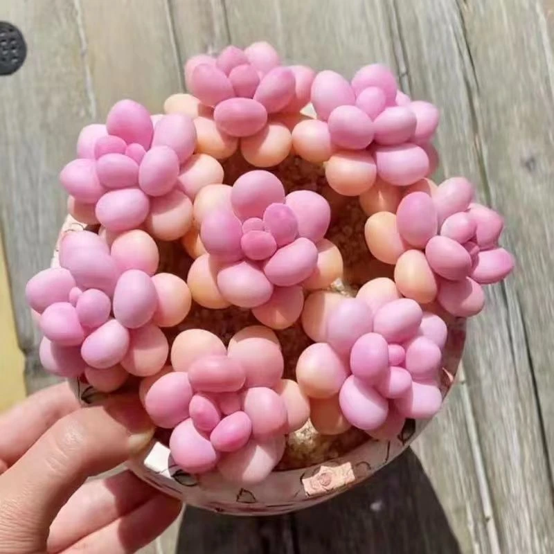 桃蛋多肉植物群生盆栽易养绿植防辐射花卉