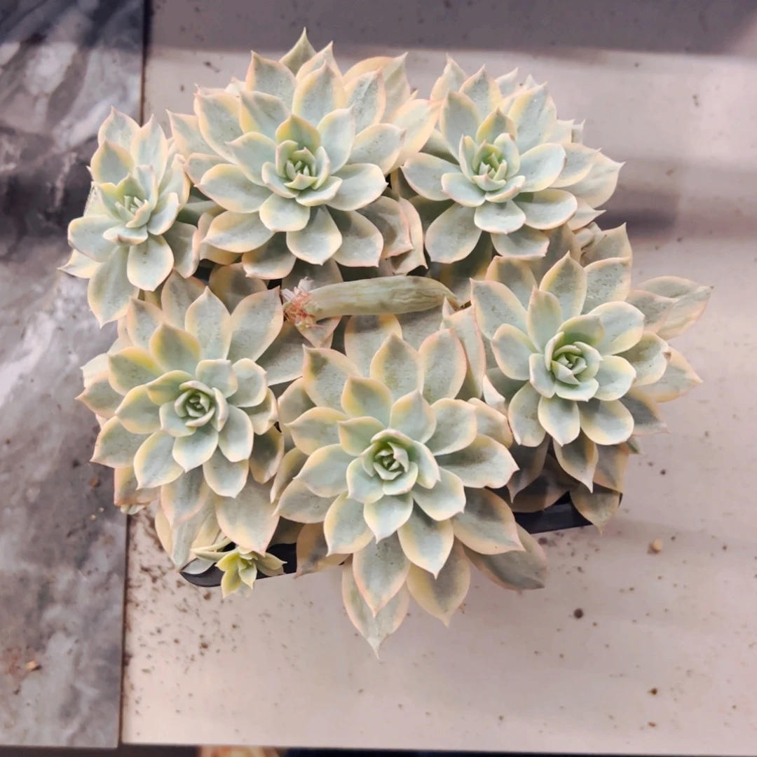 泡***沫多肉植物组合盆栽皮实