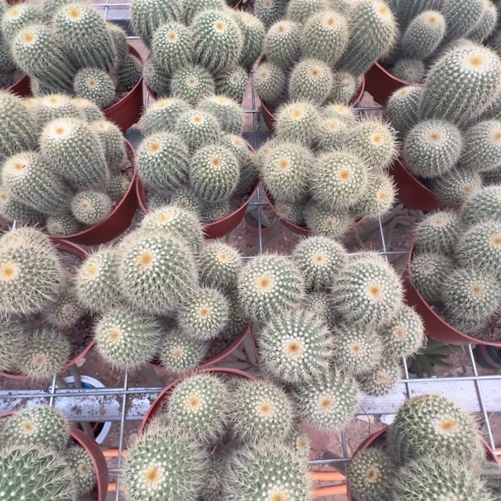 随机一颗，挑好看的发