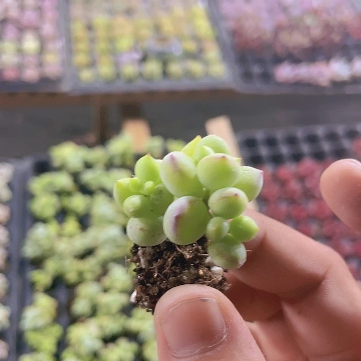 达摩福娘精品多肉