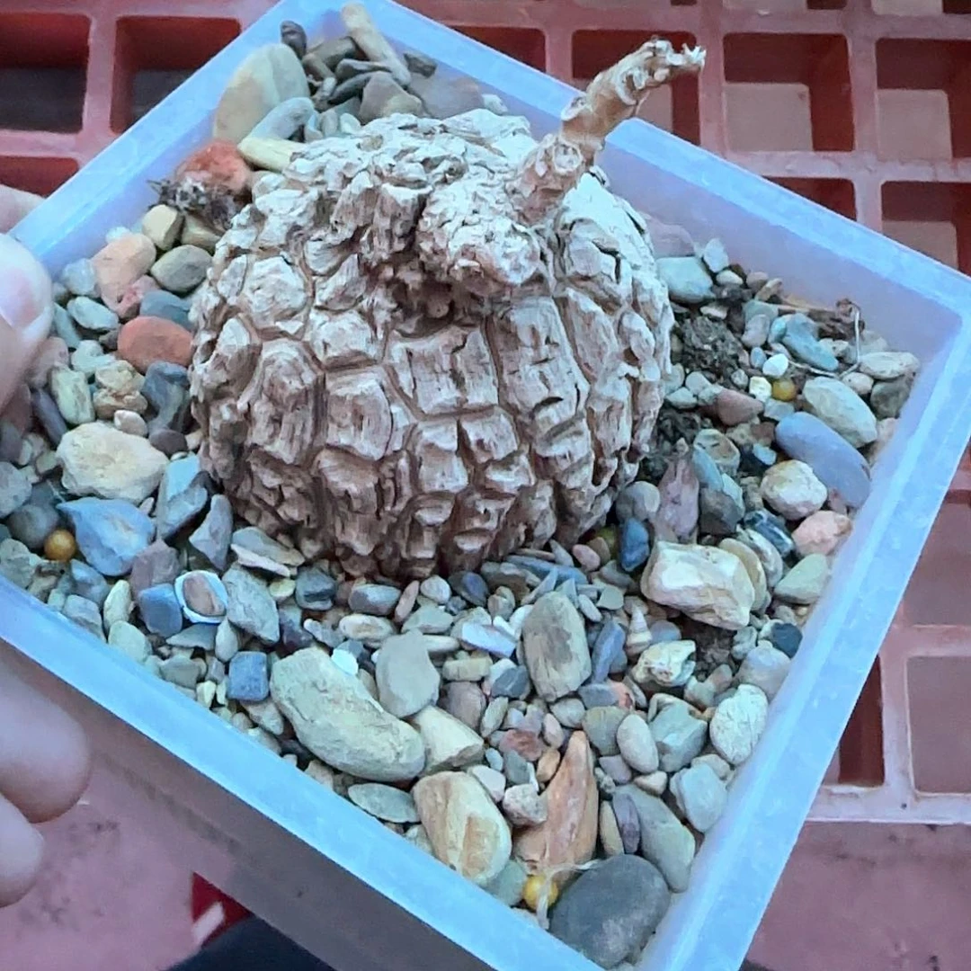 龙甲龟白皮包邮包邮