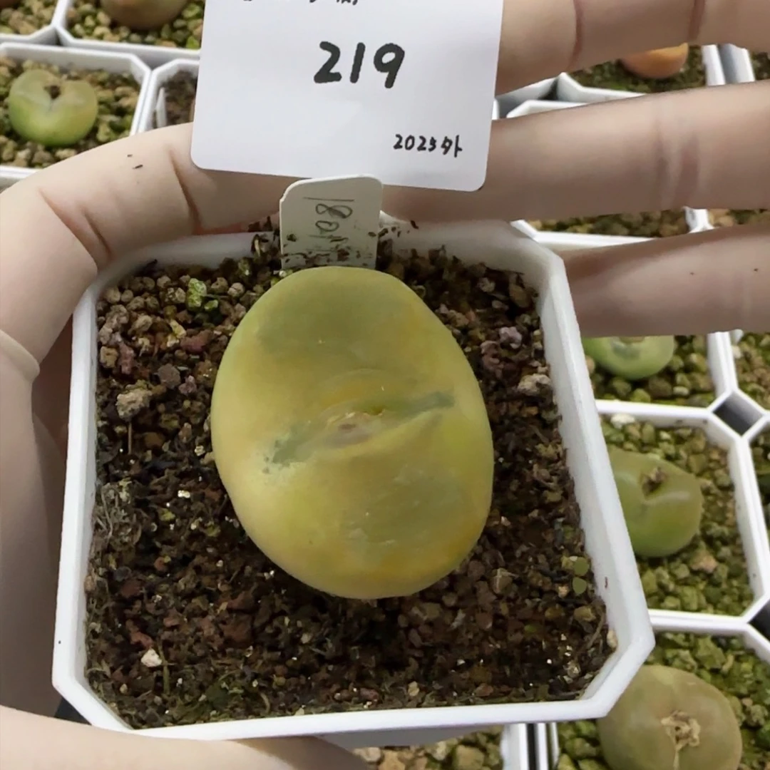 多肉多肉多肉2025-219