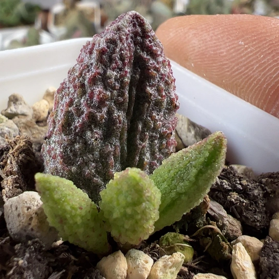 北极星水泡多肉植物水泡