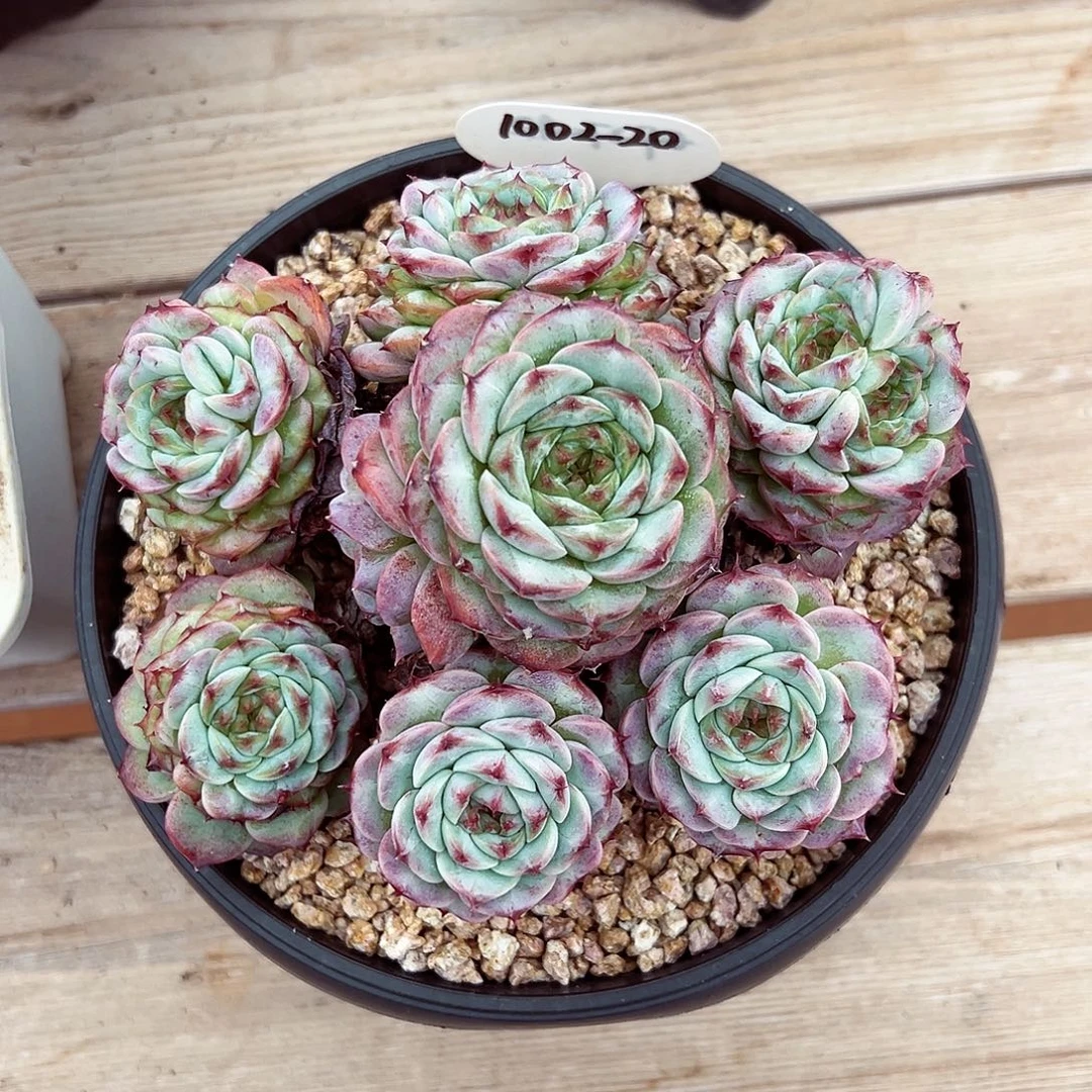 1002-20天鹅绒手捧