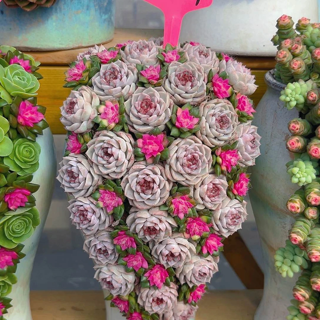 027天蛾湖花园多肉