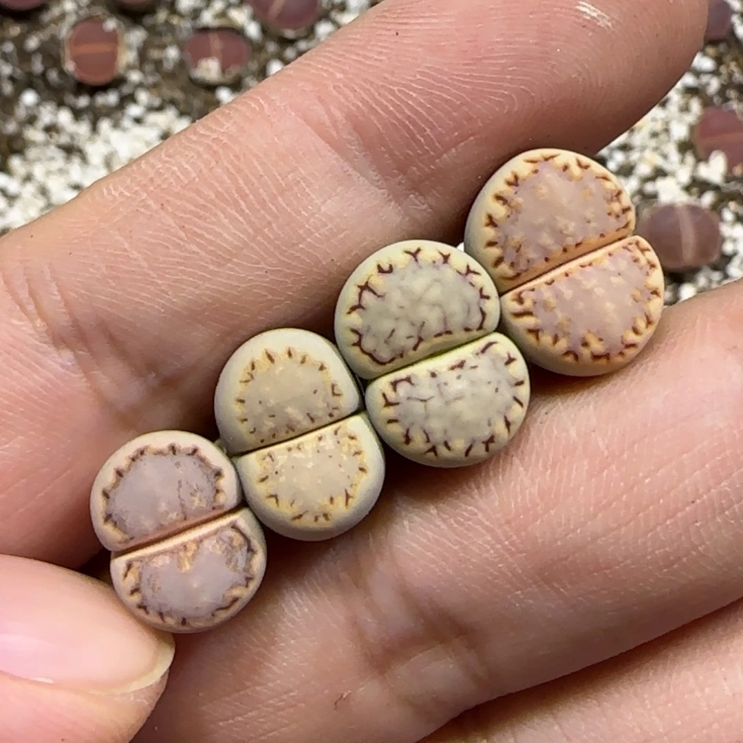 10.11。辛然园艺。324饼干x4。2030