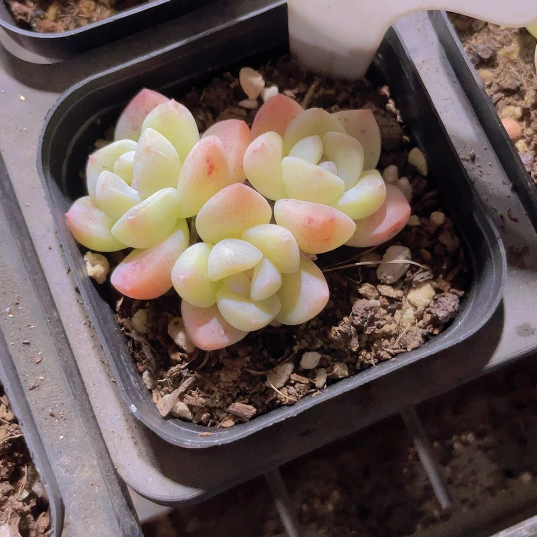 好***。冰玉a025一物一拍