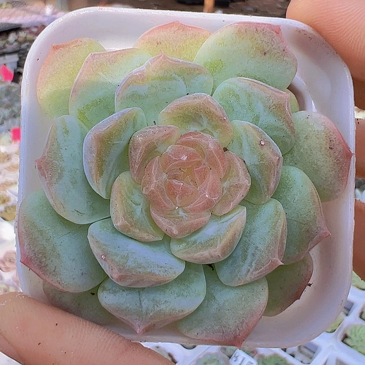 梦幻泡影白盆发货多肉