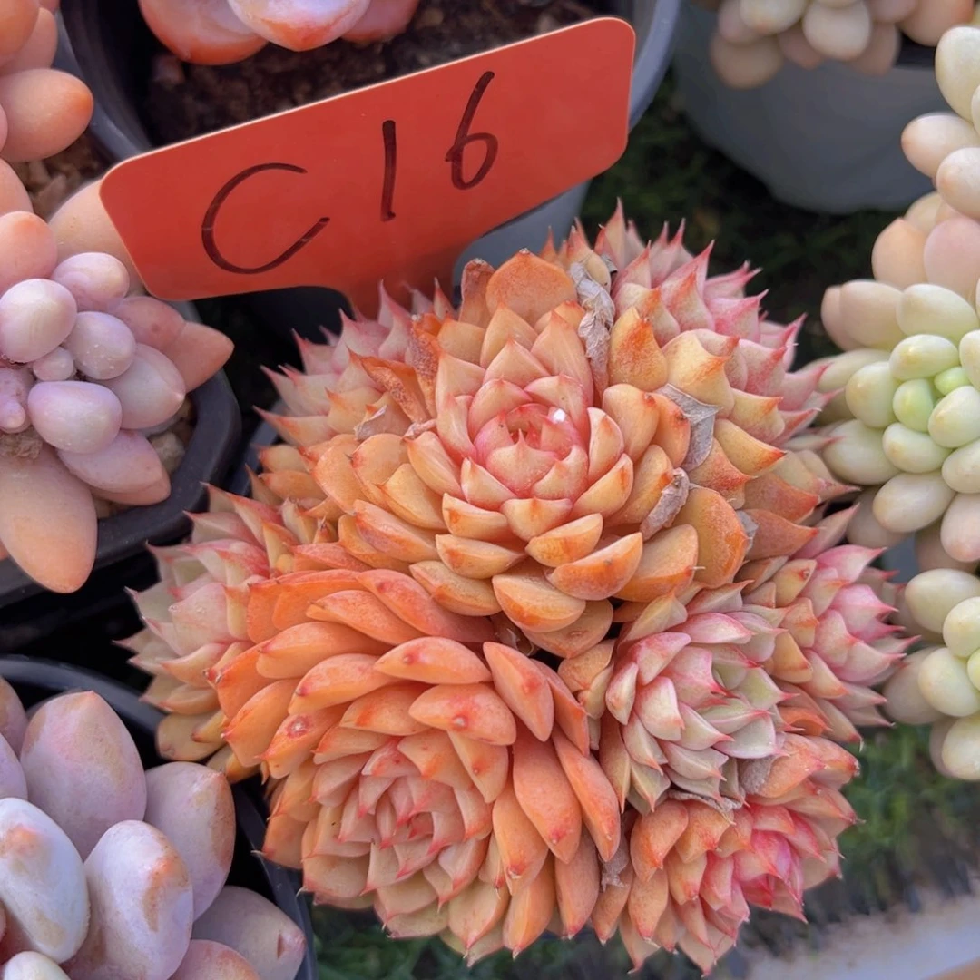 香玉的故事是一个人的故事