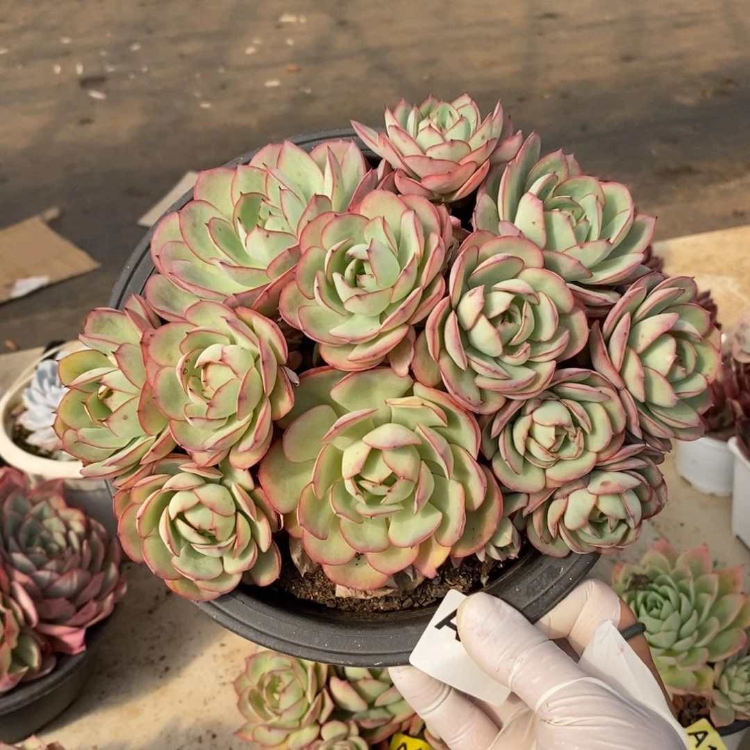 352牡丹亭一物一拍