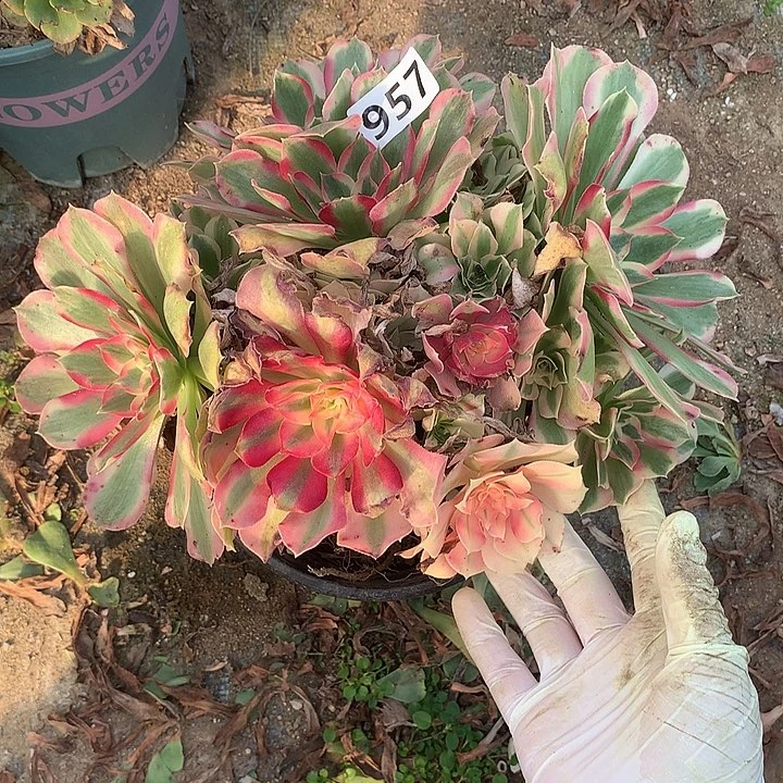 叶子有伤叶罗刹957