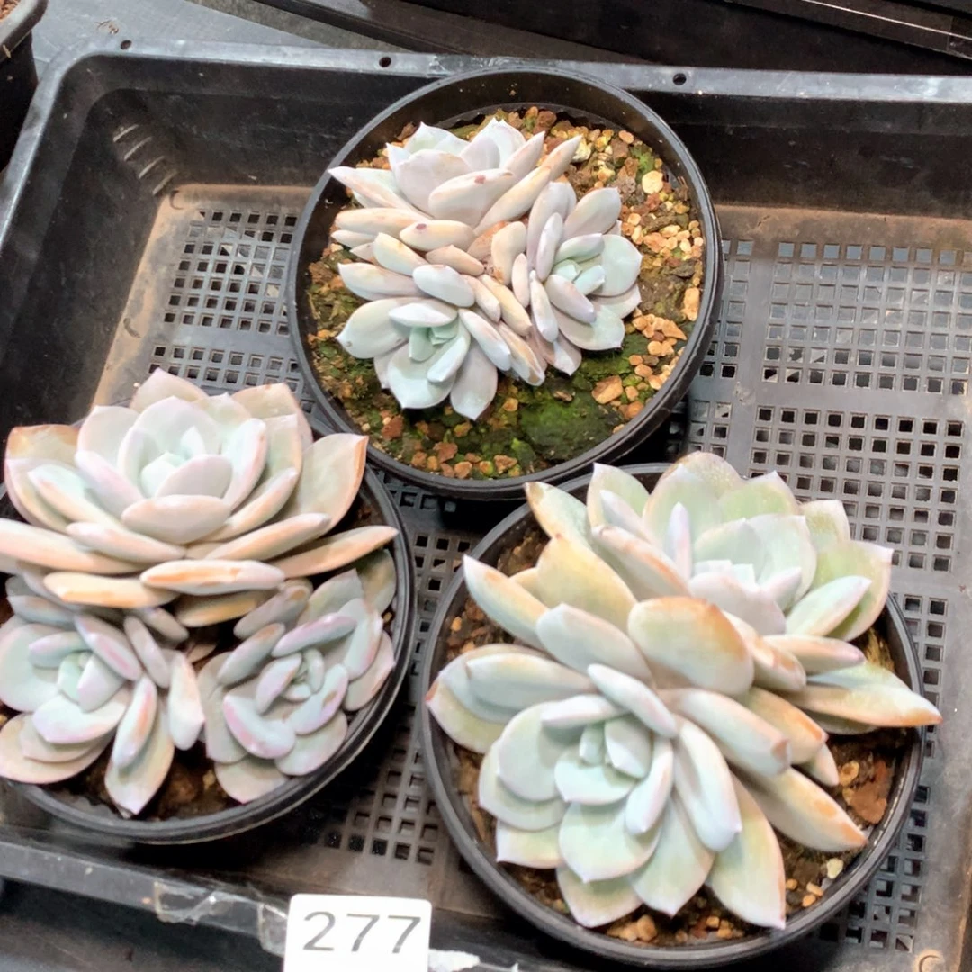 #277 不拍冷链不售后
