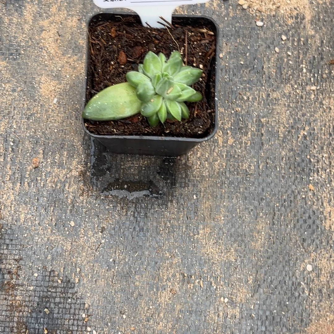 土***王ttn小苗多肉植物671
