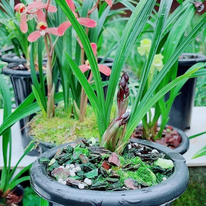 用***0完全开放一物一漂亮