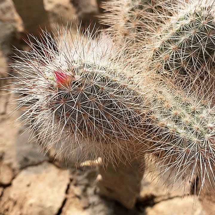 白发虾侧芽 高5公分以上