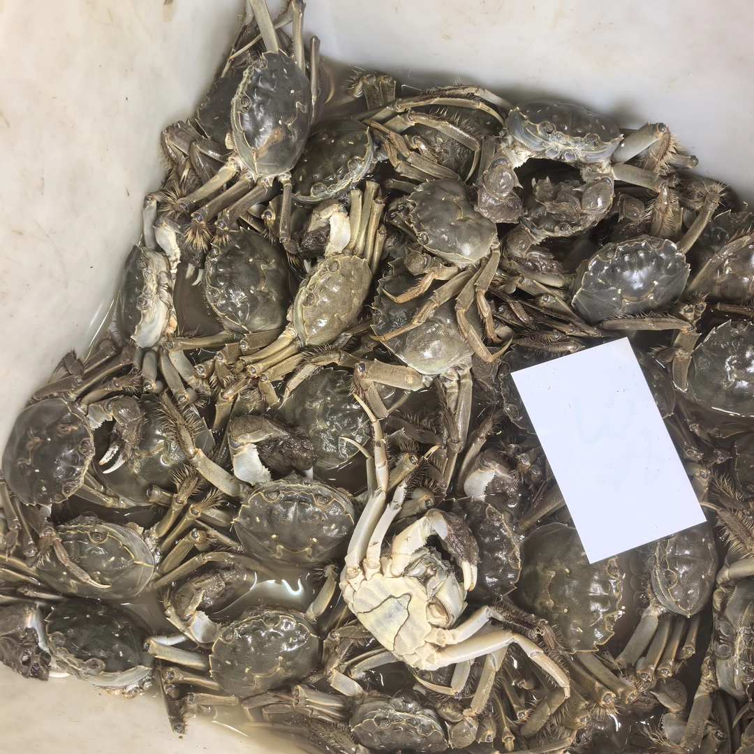 蟹河蟹2至3两一只公蟹28元一斤