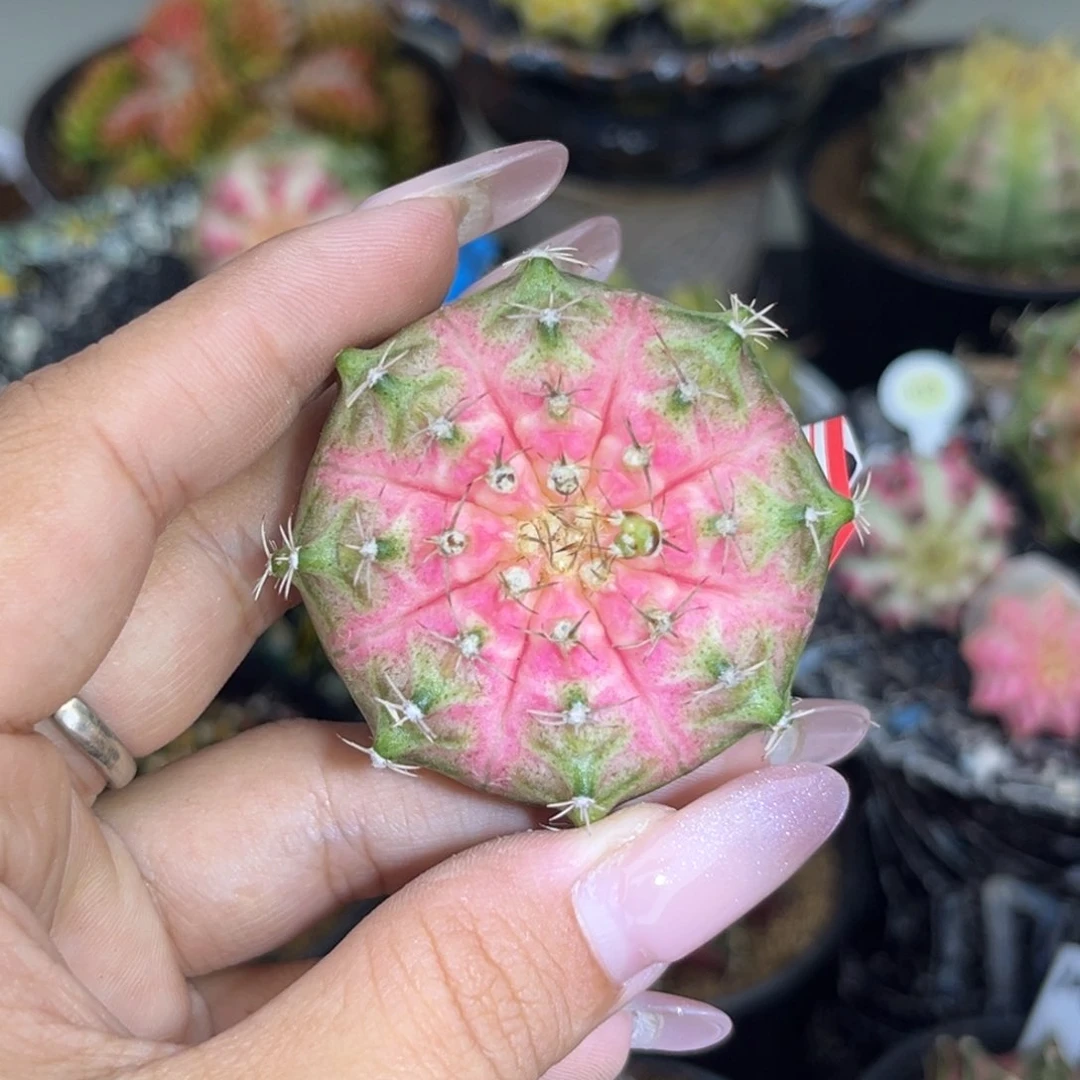 泰系轮回 实生裸根发货