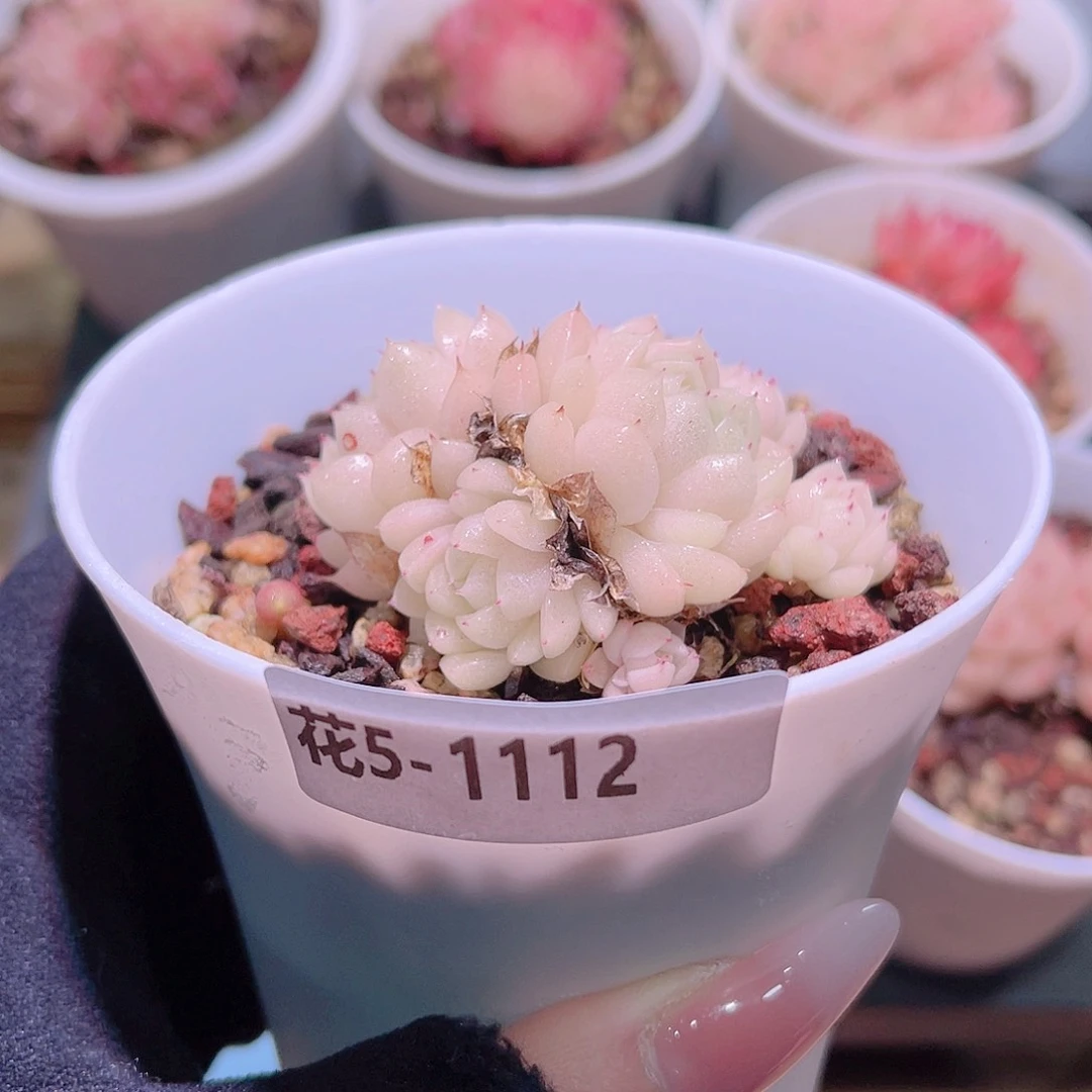 花利美5-1112麦秆