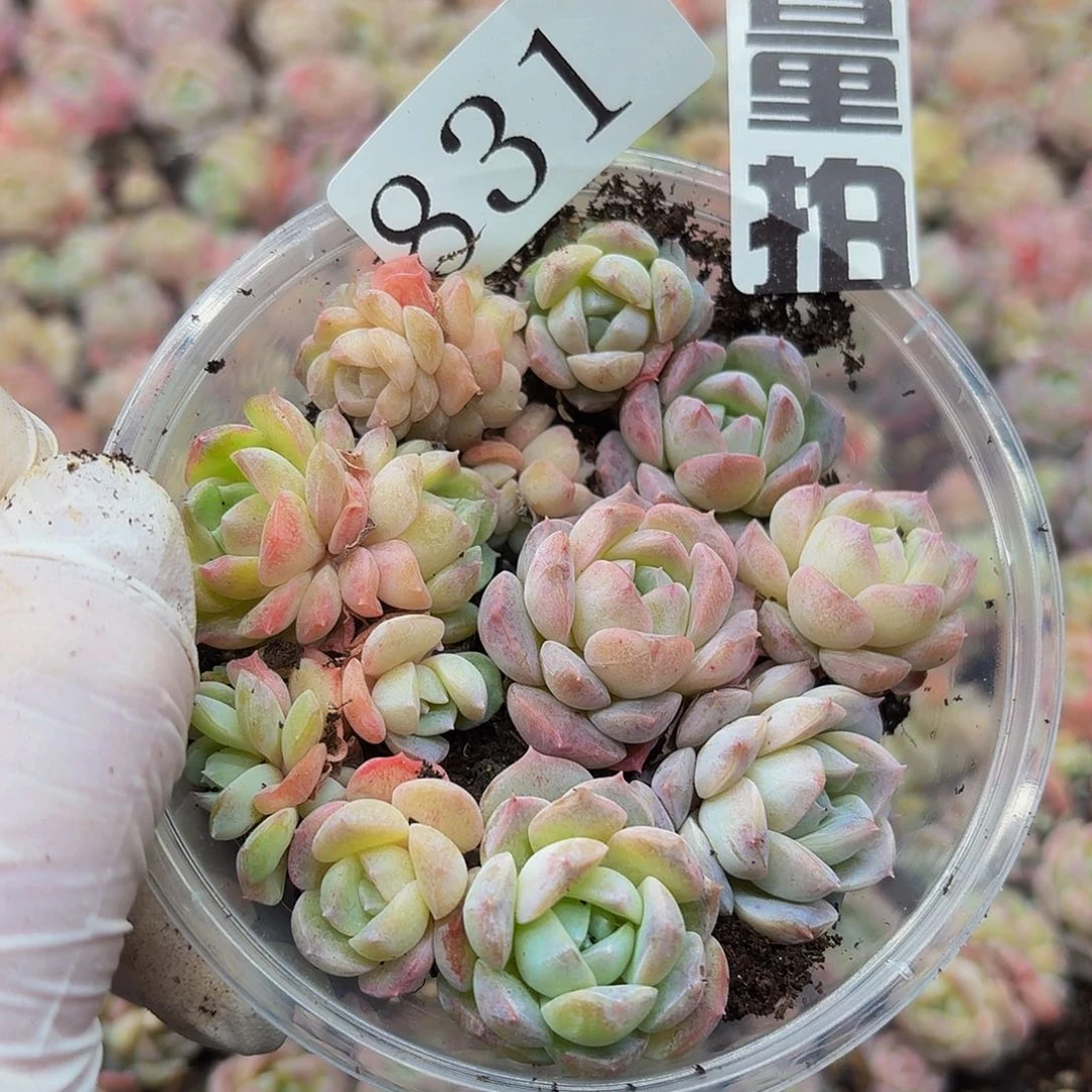 多肉植物多肉植物831量拍