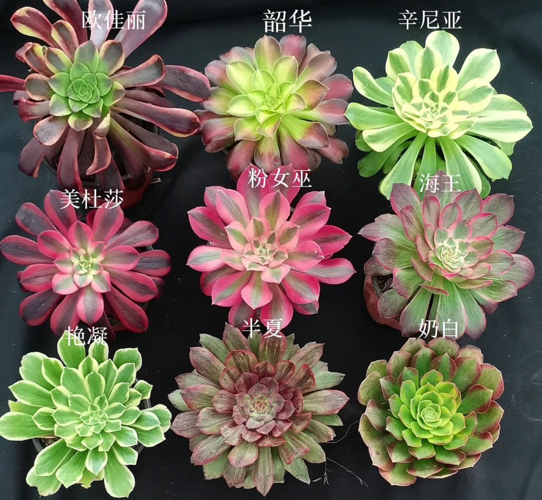 美杜莎粉女巫多肉植物法师锦组合欧佳丽盆栽肉肉品种室内盆栽大号