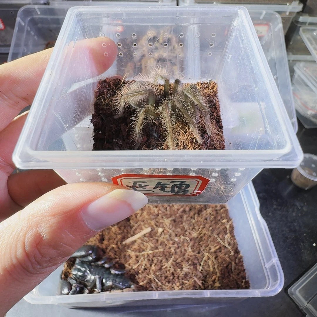 跳蛛亚马逊蓝紫雷射6厘米公
