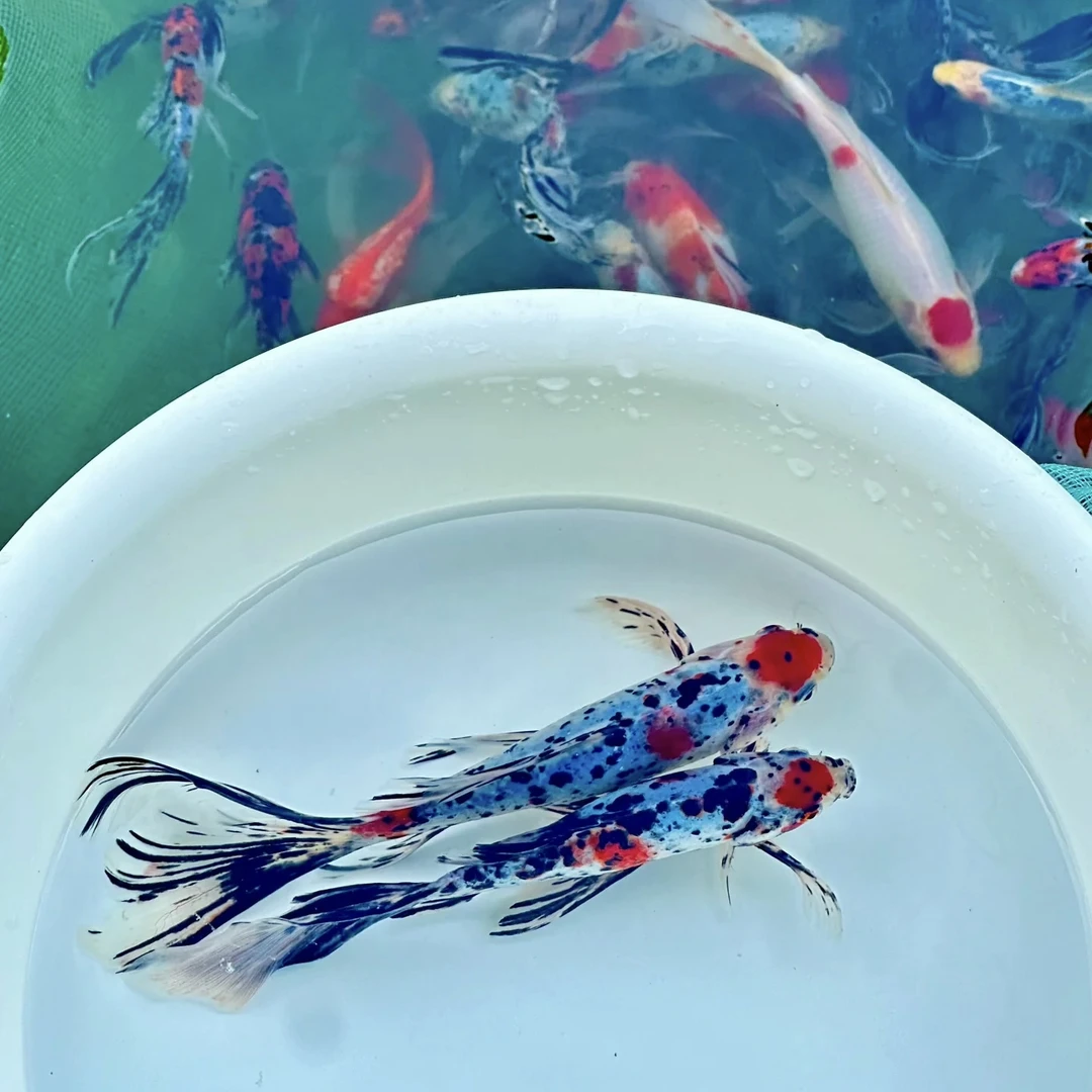 【超大尺寸】玉兰花金鱼观赏鱼9-11cm 9条好养耐活花色随机