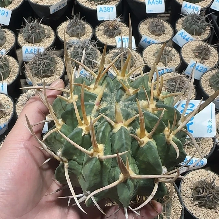 龙剑 自根仙人球603
