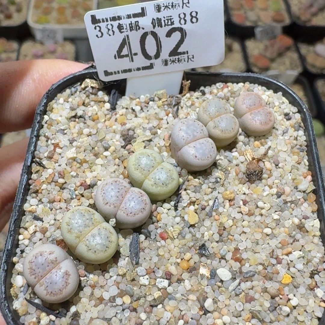 Ssss精品生石花402好编号饼