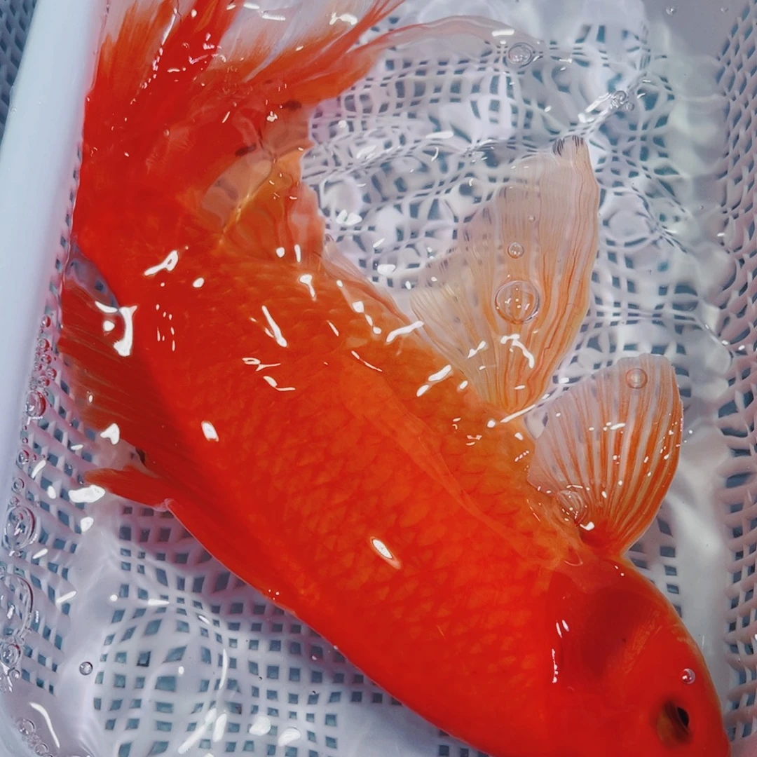 锦鲤锦鲤冷水鱼观赏125