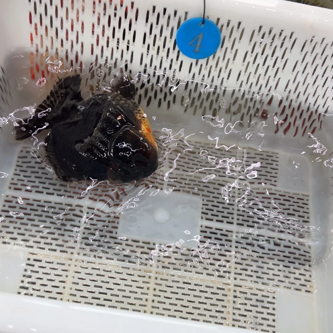 昆***杨金鱼你好吗我好想你啊