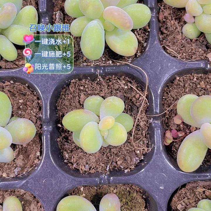 单头芒果奶【满10颗包邮】