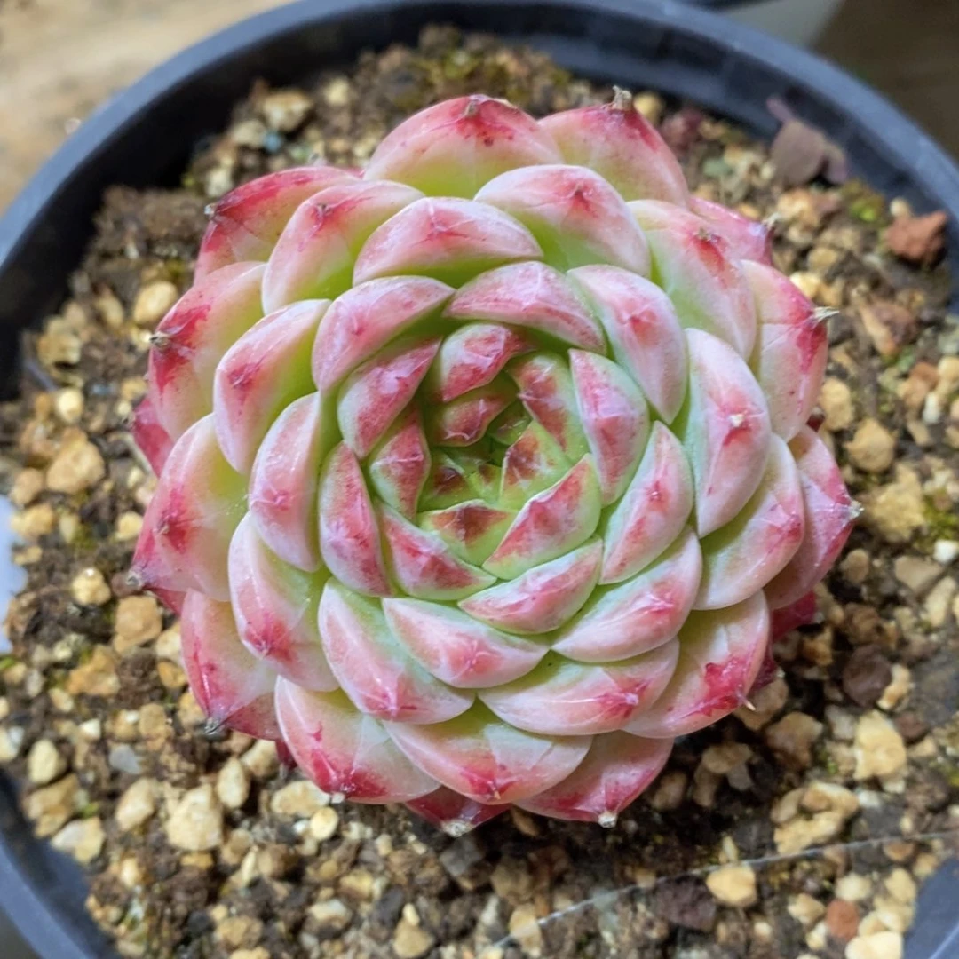 一物一拍多肉精品植物_206