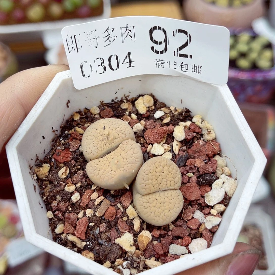 郎哥多少生石花4-92