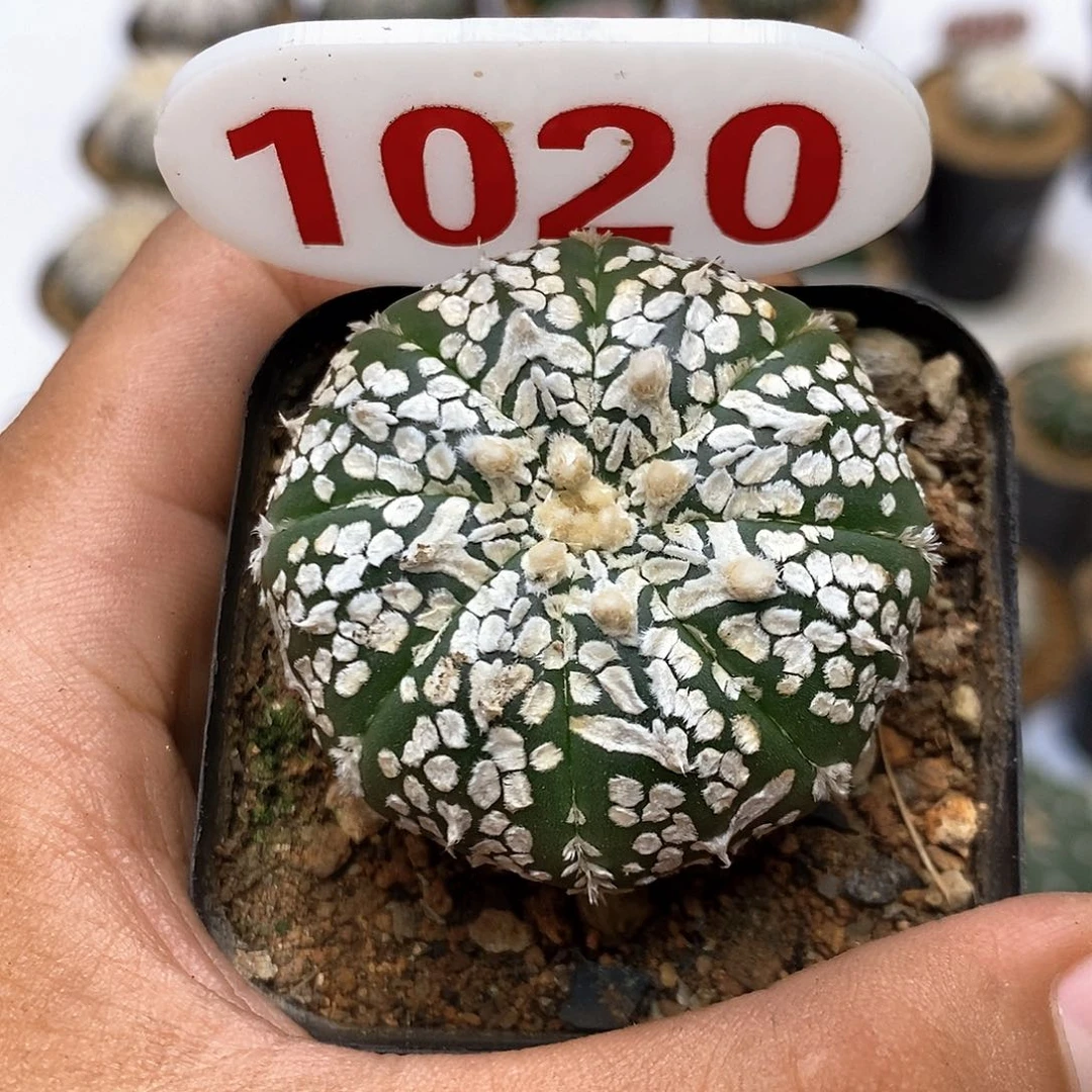 1020福利特价咯特价咯
