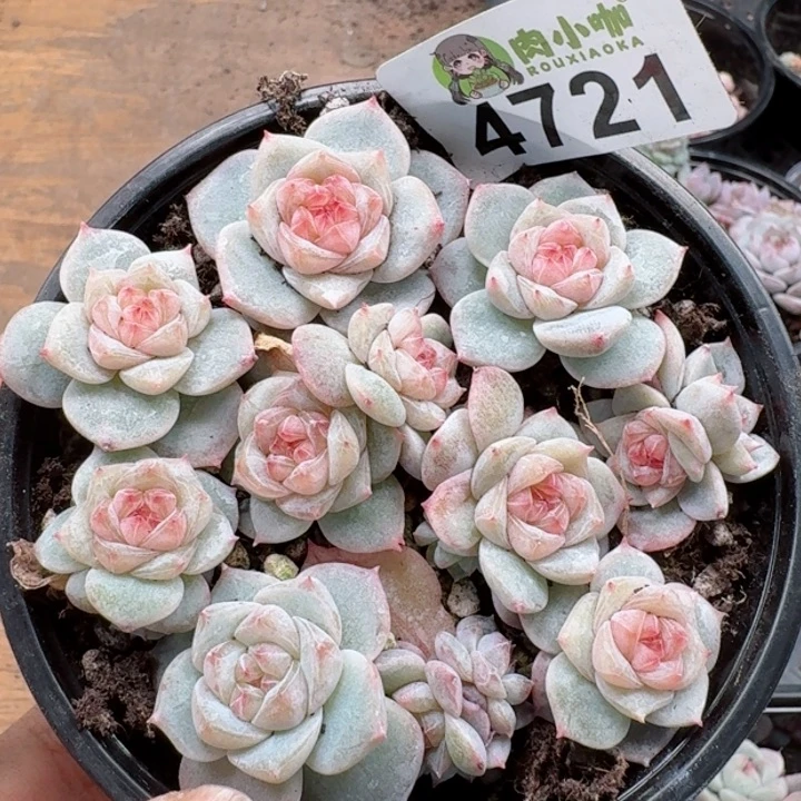 《**》多肉植物多肉植物