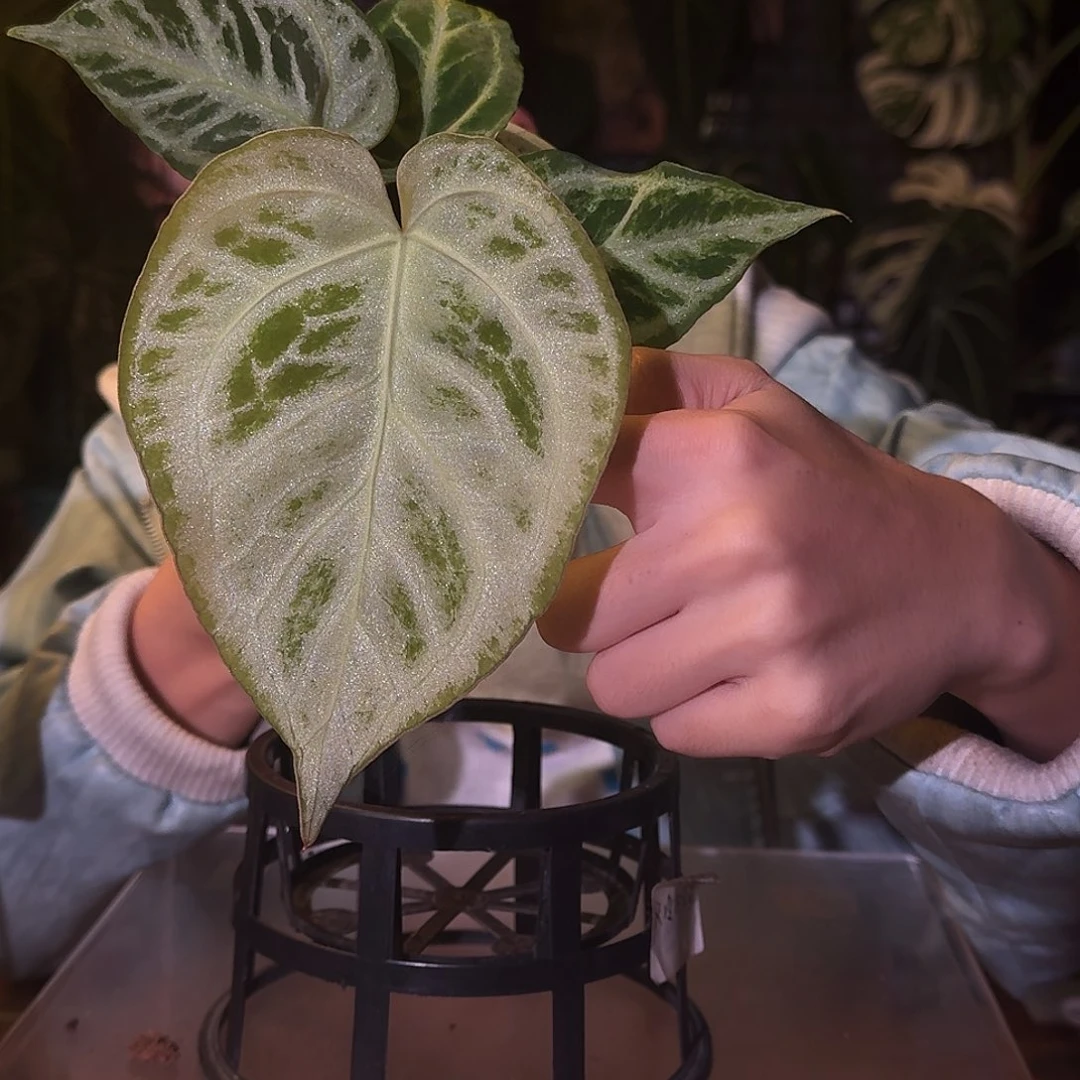 不开花植物M117白月光
