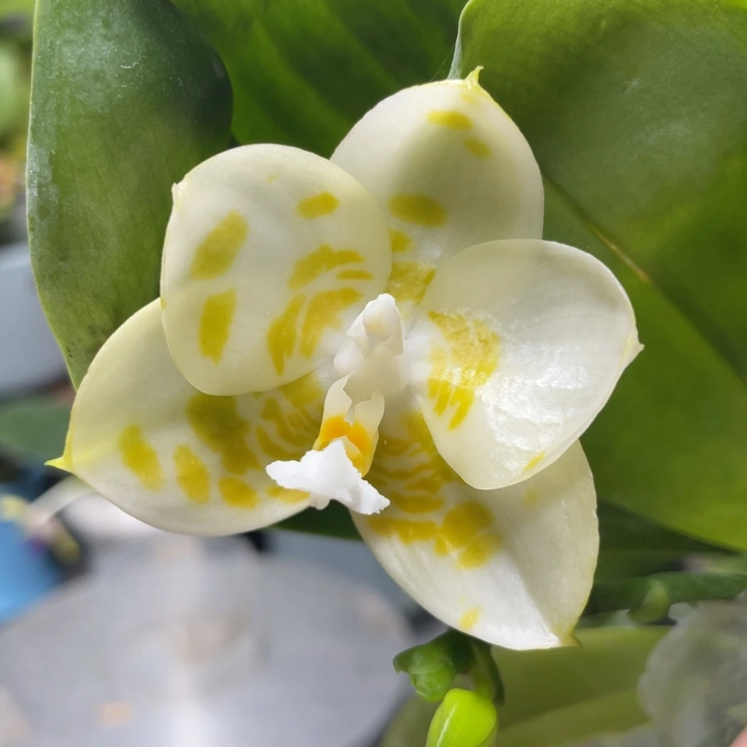 完全开放极圆情歌分生，2.5杯开花株