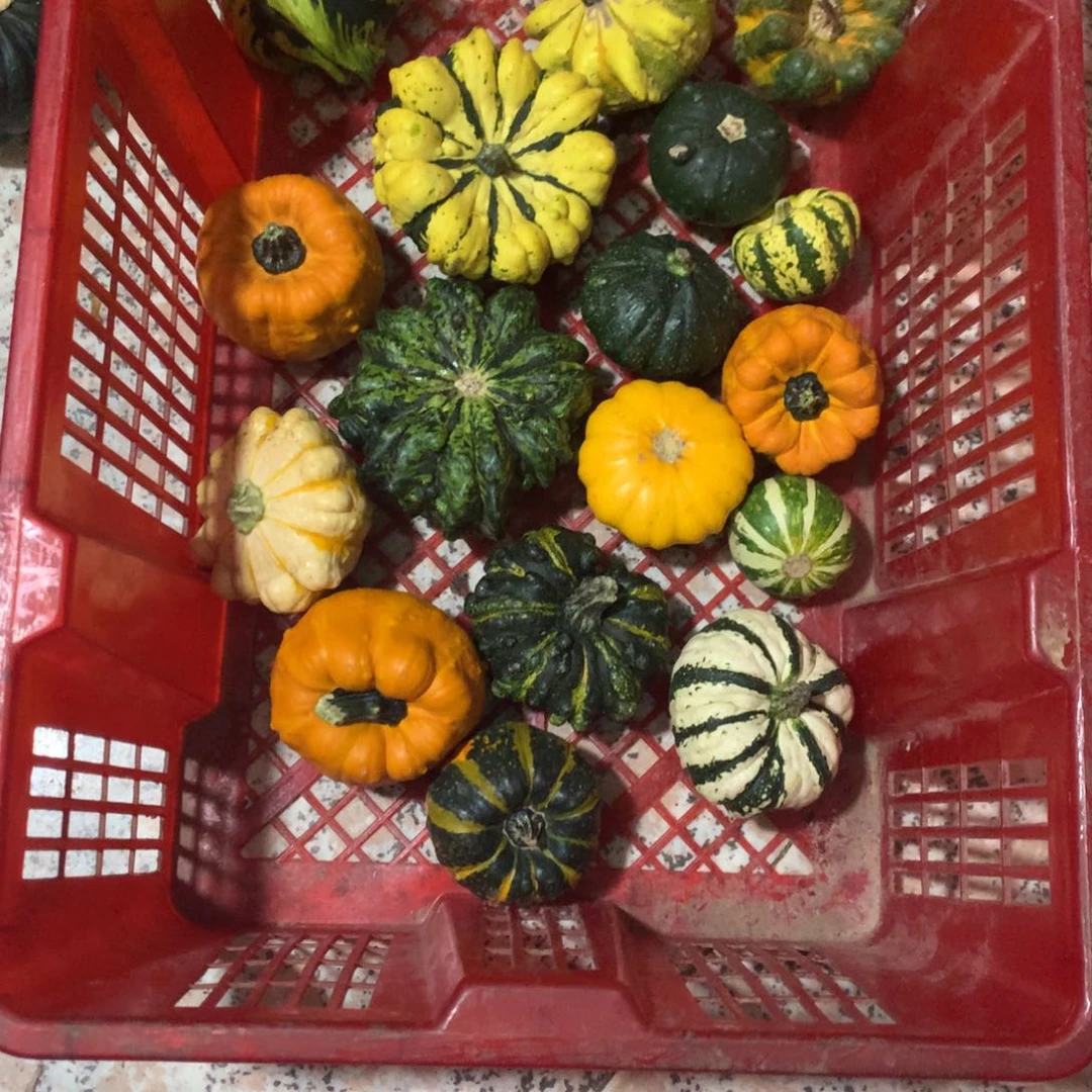 迪****i墨西哥！墨西哥！墨西哥