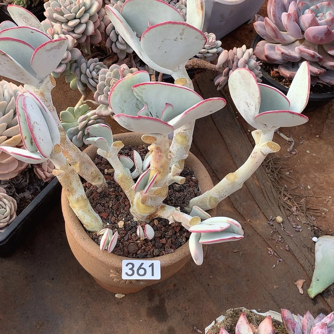 361 一物一拍多肉