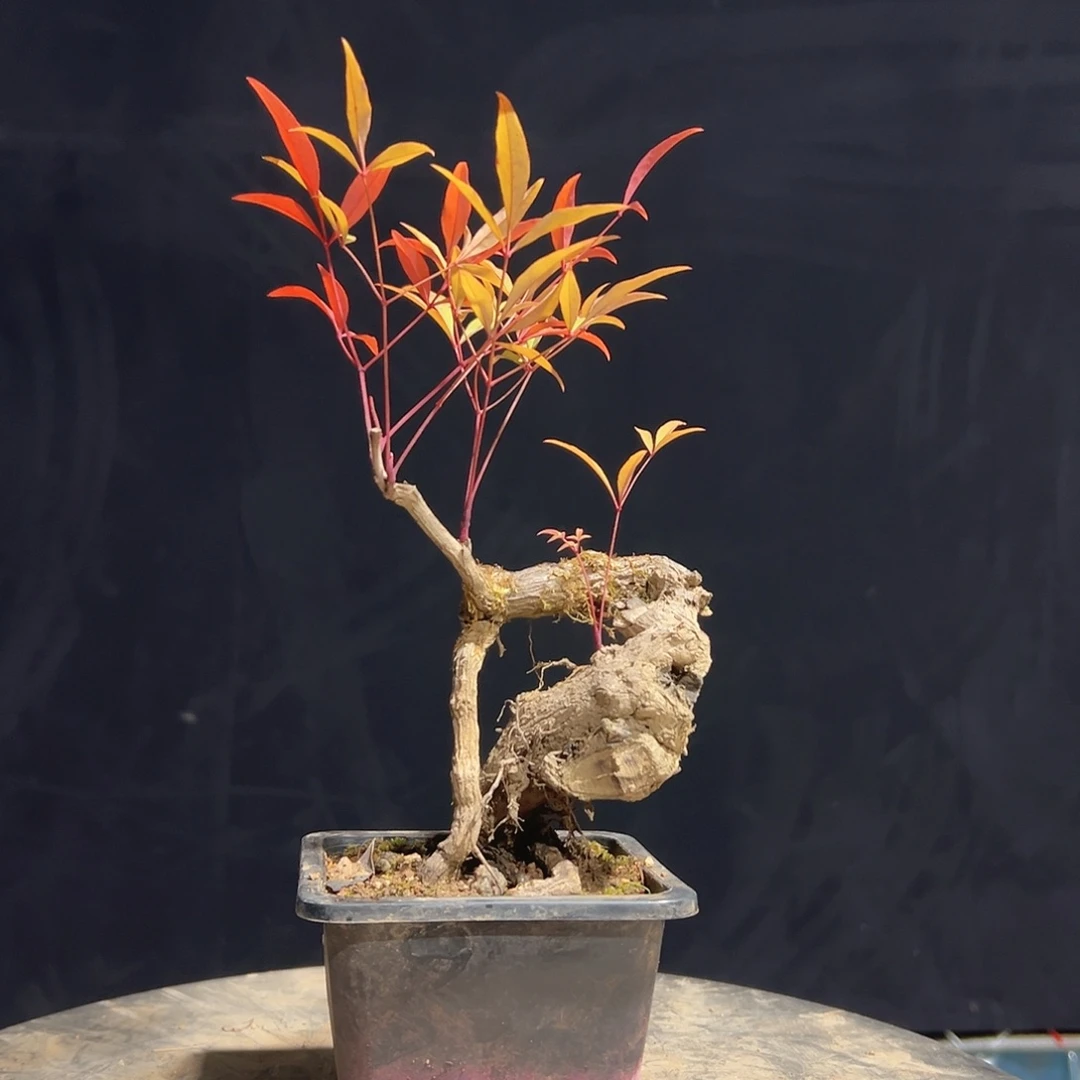 不开花植物11111111