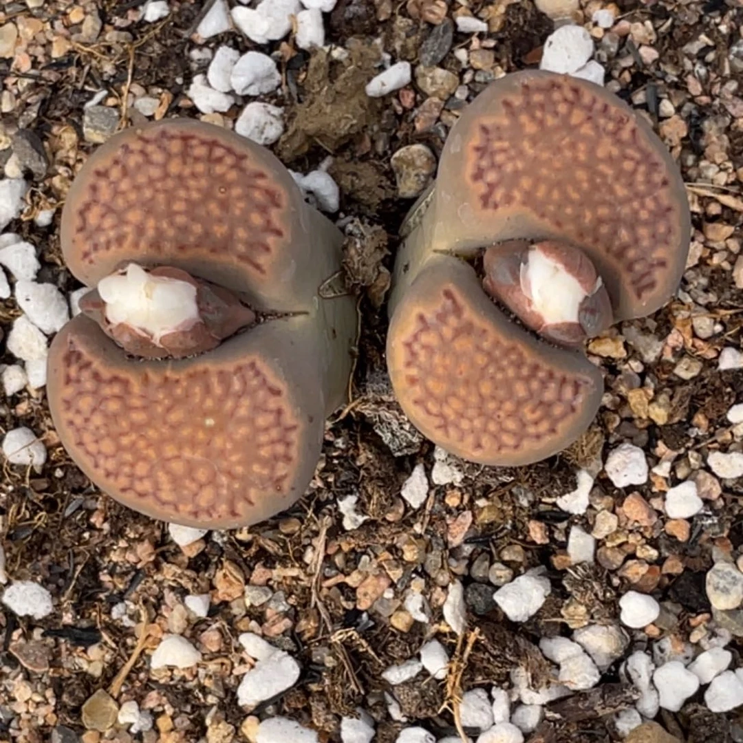 非偏远满20包邮517