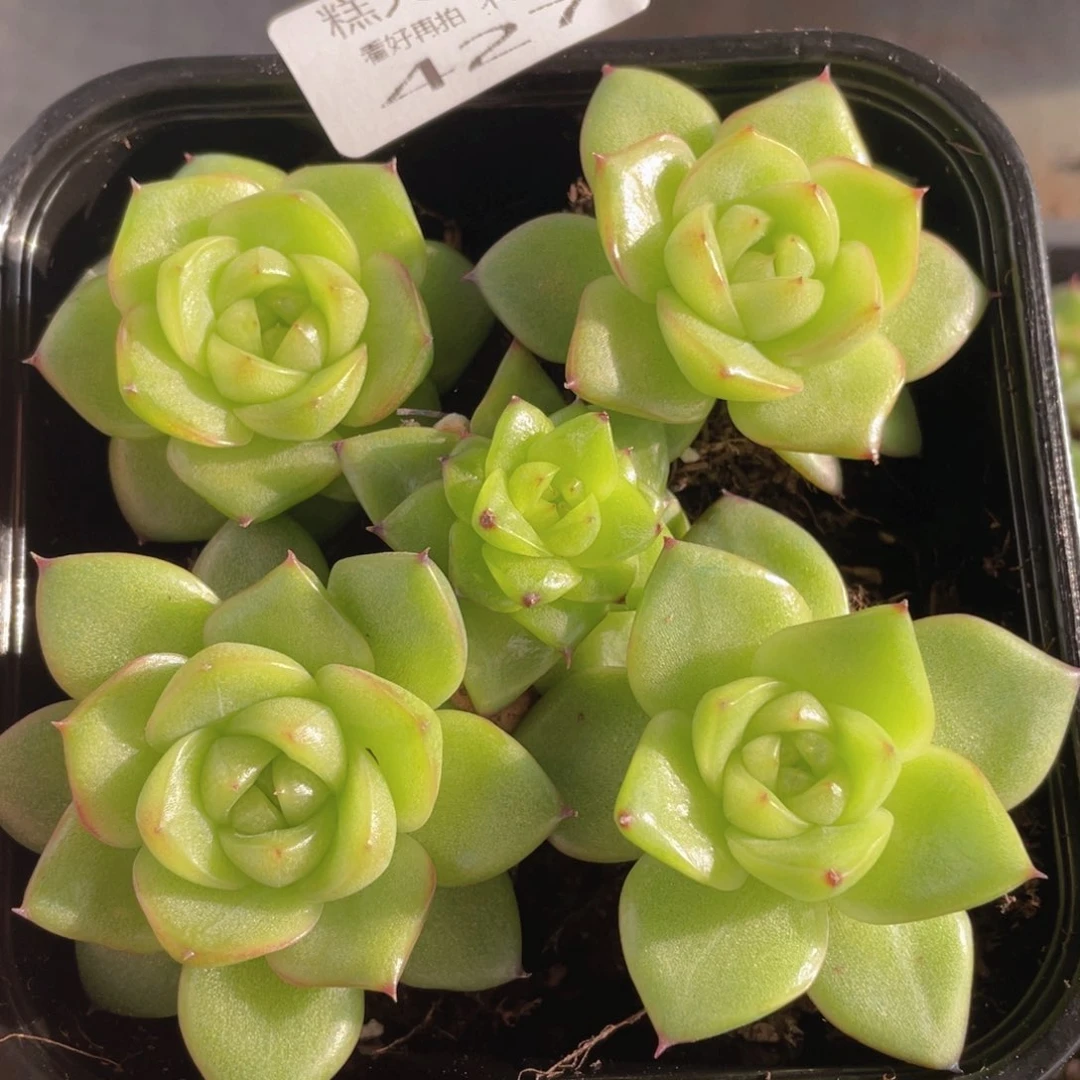 云糖心多肉植物427